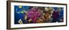 Coral and Fish in the Red Sea.Egypt-Irochka-Framed Photographic Print