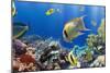 Coral and Fish in the Red Sea.Egypt-Irochka-Mounted Photographic Print