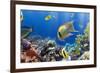 Coral and Fish in the Red Sea.Egypt-Irochka-Framed Photographic Print