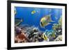 Coral and Fish in the Red Sea.Egypt-Irochka-Framed Photographic Print