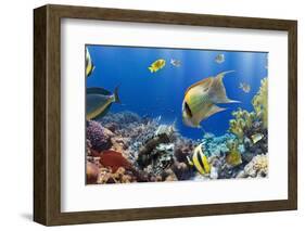 Coral and Fish in the Red Sea.Egypt-Irochka-Framed Photographic Print