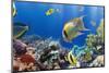 Coral and Fish in the Red Sea.Egypt-Irochka-Mounted Photographic Print