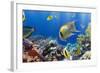 Coral and Fish in the Red Sea.Egypt-Irochka-Framed Photographic Print