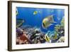 Coral and Fish in the Red Sea.Egypt-Irochka-Framed Photographic Print