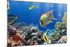 Coral and Fish in the Red Sea.Egypt-Irochka-Mounted Photographic Print