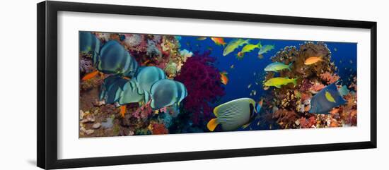 Coral and Fish in the Red Sea.Egypt-Irochka-Framed Photographic Print