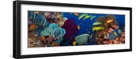 Coral and Fish in the Red Sea.Egypt-Irochka-Framed Photographic Print