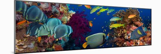 Coral and Fish in the Red Sea.Egypt-Irochka-Mounted Photographic Print