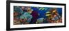 Coral and Fish in the Red Sea.Egypt-Irochka-Framed Photographic Print