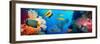 Coral and Fish in the Red Sea.Egypt-Irochka-Framed Photographic Print