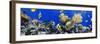 Coral and Fish in the Red Sea.Egypt-Irochka-Framed Photographic Print