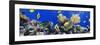 Coral and Fish in the Red Sea.Egypt-Irochka-Framed Photographic Print