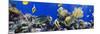 Coral and Fish in the Red Sea.Egypt-Irochka-Mounted Photographic Print