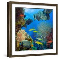 Coral and Fish in the Red Sea.Egypt-Irochka-Framed Photographic Print