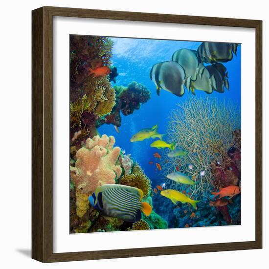 Coral and Fish in the Red Sea.Egypt-Irochka-Framed Photographic Print