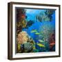 Coral and Fish in the Red Sea.Egypt-Irochka-Framed Photographic Print