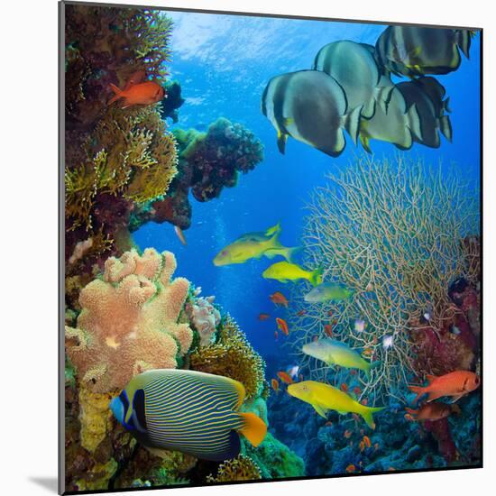 Coral and Fish in the Red Sea.Egypt-Irochka-Mounted Photographic Print