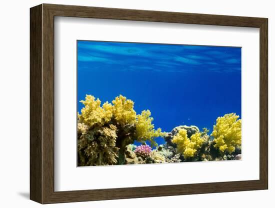 Coral and Fish in the Red Sea.Egypt-Irochka-Framed Photographic Print