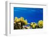 Coral and Fish in the Red Sea.Egypt-Irochka-Framed Photographic Print