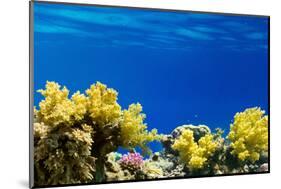 Coral and Fish in the Red Sea.Egypt-Irochka-Mounted Photographic Print