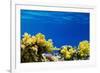 Coral and Fish in the Red Sea.Egypt-Irochka-Framed Photographic Print