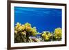 Coral and Fish in the Red Sea.Egypt-Irochka-Framed Photographic Print