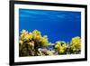 Coral and Fish in the Red Sea.Egypt-Irochka-Framed Photographic Print