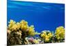 Coral and Fish in the Red Sea.Egypt-Irochka-Mounted Photographic Print