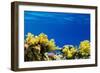 Coral and Fish in the Red Sea.Egypt-Irochka-Framed Photographic Print