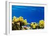 Coral and Fish in the Red Sea.Egypt-Irochka-Framed Photographic Print