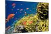 Coral and Fish in the Red Sea.Egypt-Irochka-Mounted Photographic Print