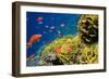 Coral and Fish in the Red Sea.Egypt-Irochka-Framed Photographic Print