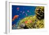 Coral and Fish in the Red Sea.Egypt-Irochka-Framed Photographic Print