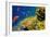 Coral and Fish in the Red Sea.Egypt-Irochka-Framed Photographic Print