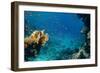 Coral and Fish in the Red Sea.Egypt-Irochka-Framed Photographic Print