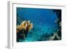 Coral and Fish in the Red Sea.Egypt-Irochka-Framed Photographic Print