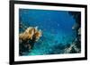 Coral and Fish in the Red Sea.Egypt-Irochka-Framed Photographic Print