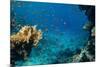 Coral and Fish in the Red Sea.Egypt-Irochka-Mounted Photographic Print