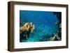 Coral and Fish in the Red Sea.Egypt-Irochka-Framed Photographic Print