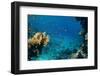 Coral and Fish in the Red Sea.Egypt-Irochka-Framed Photographic Print