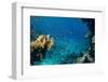 Coral and Fish in the Red Sea.Egypt-Irochka-Framed Photographic Print