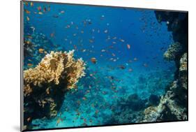 Coral and Fish in the Red Sea.Egypt-Irochka-Mounted Photographic Print