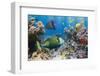 Coral and Fish in the Red Sea.Egypt-Irochka-Framed Photographic Print