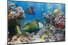 Coral and Fish in the Red Sea.Egypt-Irochka-Mounted Photographic Print