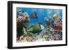 Coral and Fish in the Red Sea.Egypt-Irochka-Framed Photographic Print