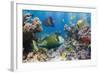 Coral and Fish in the Red Sea.Egypt-Irochka-Framed Photographic Print