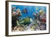 Coral and Fish in the Red Sea.Egypt-Irochka-Framed Photographic Print