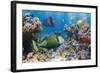 Coral and Fish in the Red Sea.Egypt-Irochka-Framed Photographic Print