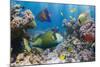 Coral and Fish in the Red Sea.Egypt-Irochka-Mounted Photographic Print