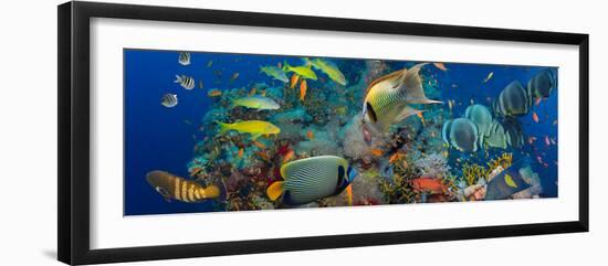 Coral and Fish in the Red Sea.Egypt-Irochka-Framed Photographic Print